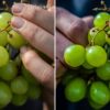 Lightroom Presets Premium Compatível com Mobile e Desktop - Image 10